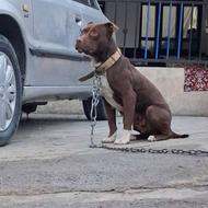 پیتبول ماده