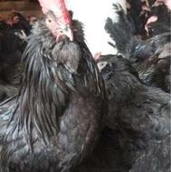 تخم نطفه دار مرندی اصیل تضمین نطفه 95 درصد