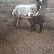 گوسفند ورمار 2شکم بره نره