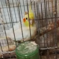 عروس هلندی نر