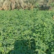 بذر یونجه محلی خاص بمی