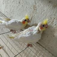 جوجه سرلاکی طوطی عروس