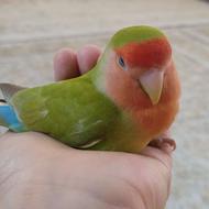 گمشده پرنده