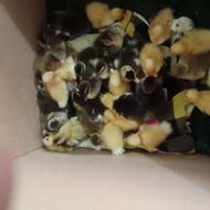 جوجه اردک محلی و جوجه غاز محلی پنج روزه نژاد درشت