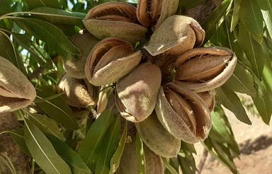 فروش زمین و باغ ومسکونی