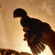 جوجه 20 روز سرحال و تقویت خورد