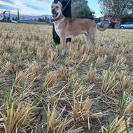 سگ سرابی ماده