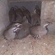 کبک پرنده زیبا