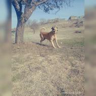 واگذاری سگ نر