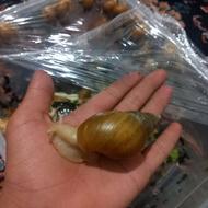 حلزون آتاچینا مخصوص حلزون درمانی و تمیز کردن آکواریوم