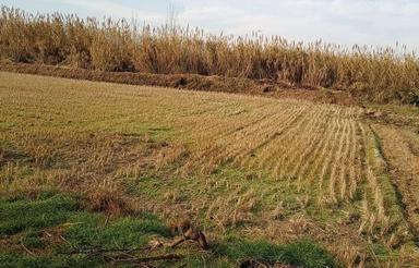 زمین کشاورزی 2650متر