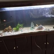 اکواریوم ماهی