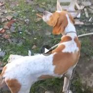 واگذار سگ شکاری اصل