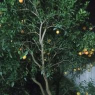 فروش 2 تن پرتقال تامسون