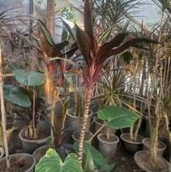 فروش انواع گل و گیاه تک و عمده