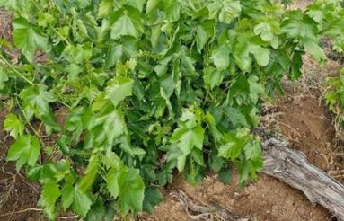 فروش فوری باغ انگور واقع در جاده اسپاس