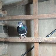 کبوتر مسافتی ماده