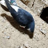 کبوتر کربلایی