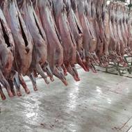 گوشت بز لاشه کامل