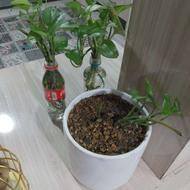 قلمه گل پتوس