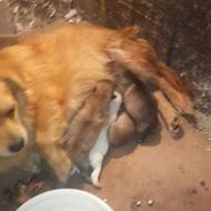 واگذار پامراشپیت 4تا توله دو سه روزه