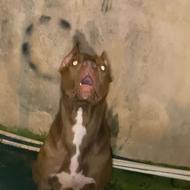 پیتبول تریر با خط خونی بالا واگذاری