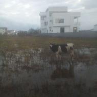 گاو با گوساله نر خوب و یک گاو شیر کر و یه تلم درگ عالی