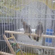 عروس هلندی تازه بالغ