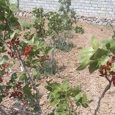 ویلا باغ حصار شده