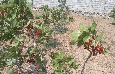 ویلا باغ حصار شده