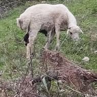 بره نر سالم