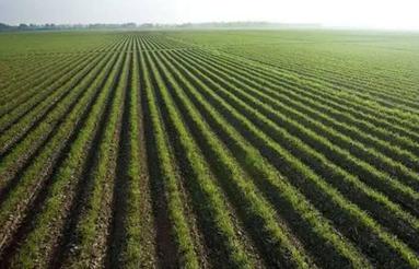 اجاره زمین کشاورزی