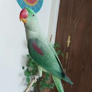 طوطی گمشده که مثل بچمونه