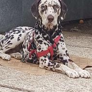 سگ ماده شکاری سه ساله