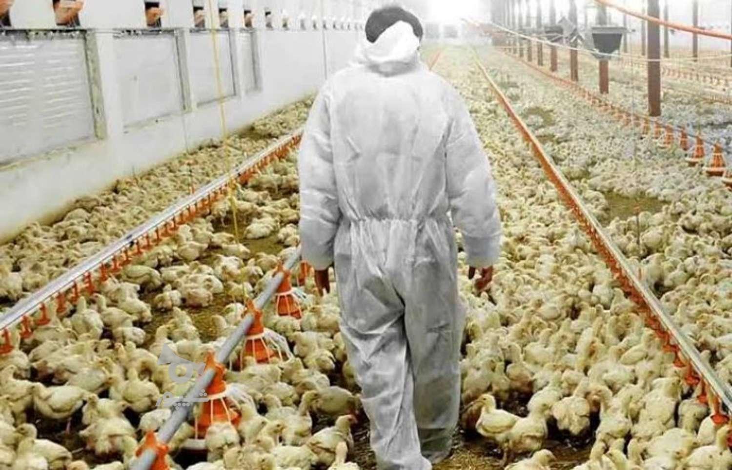 ب دنبال کار در مرغداری هستم - مسعود