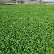 جعفری تازه سه هزار متر