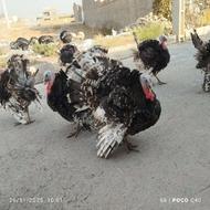 بوقلمون نروماده