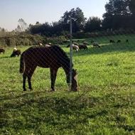 اسب جوان با تجهیزات کامل