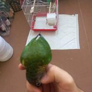 طوطی گرینچیک،گیرینچیک