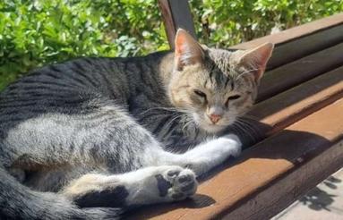 خریدار خانه ویلایی