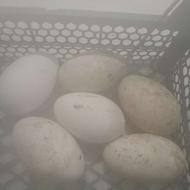 تخم غاز نطفه دار برای دستگاه