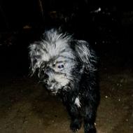 سگ شکاری شیتسو واگذار