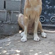 سگ ماده سراب درجه یک واگذاری