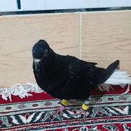 کبوتر دم سفید