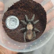 تارانتولا گلدن رد لامپ