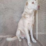 سگ شکاری تشی واگذار