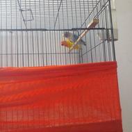 طوطی برزیلی زردفیشر آبی کله سیاه