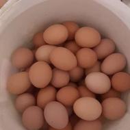 فروش تخم مرغ محلی بدون نطفه و کاملا خوراکی