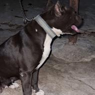 پیتبول ماده واگذار