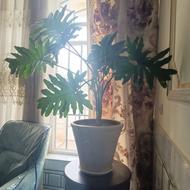 فروش گل برگ انجیری بزرگ و سرحال و زیبا با گلدان بزرگ